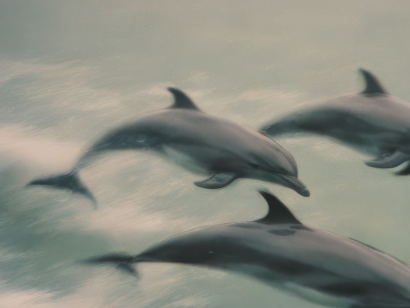 dolphins