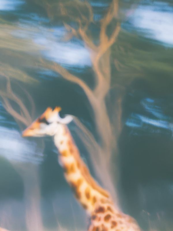 a giraffe
