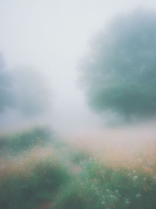 a misty morning scene