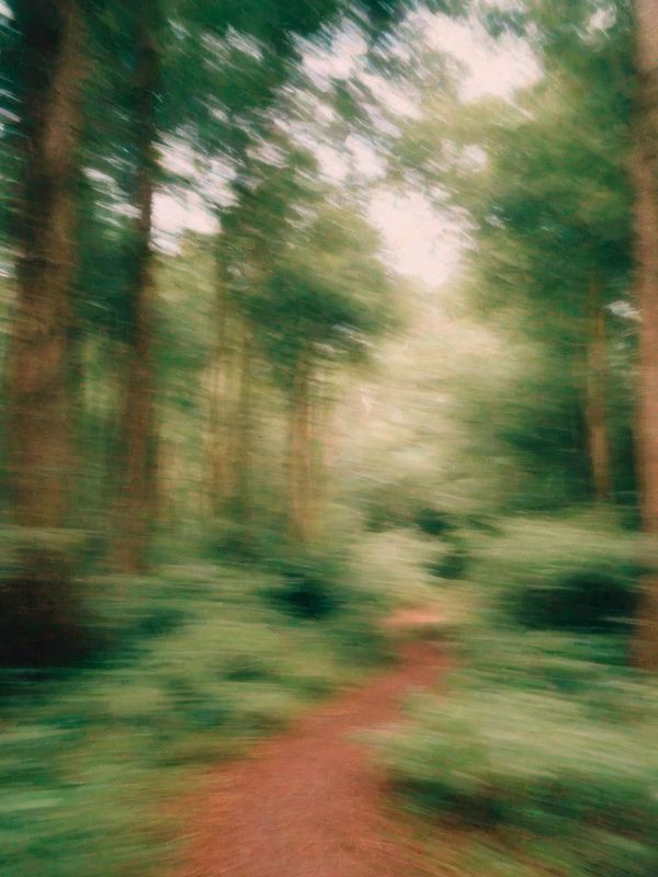 a forest walking path