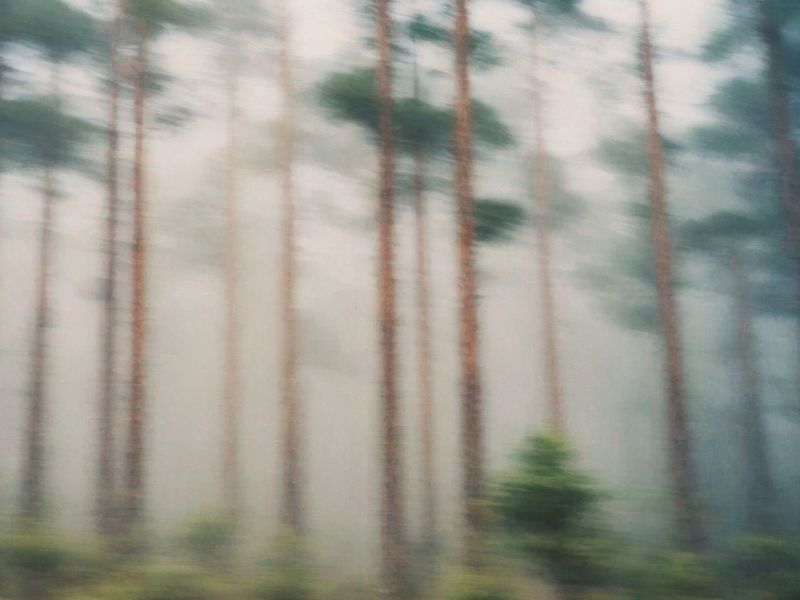 a misty pine forest