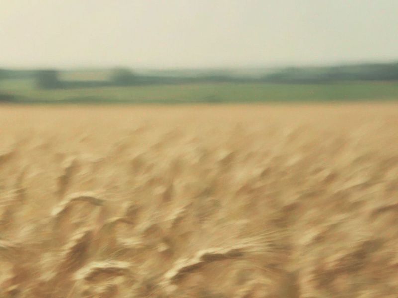 a wheat field